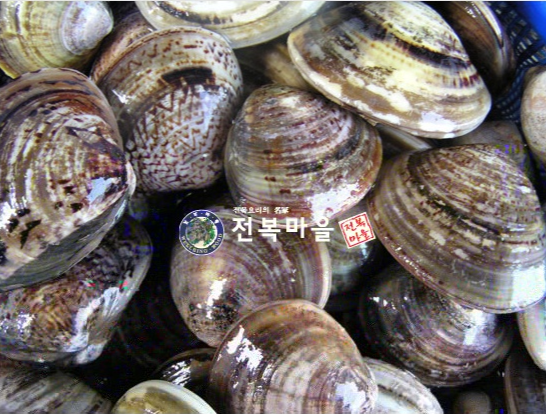 백합조개(생합)[대] (25-35개)    생합 생합조개탕 조개구이 조개해물탕 