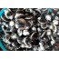 모시조개 500g(15-20개)  해물요리 모시조개국,보시조개탕,모시조개된찌개,모시조개효능,모시조개요리
