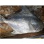 덕자병어(덕대병어) (2kg이내) x 1마리   (예약주문상품) 병어찜 병어회 생선회 생선찜