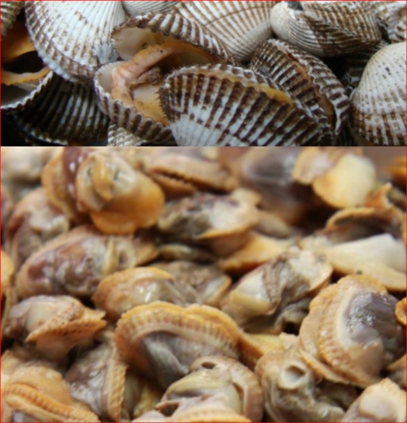벌교참꼬막(대) 1kg  벌교꼬막 꼬막조개 갯뻘꼬막 꼬막회 꼬막찜 꼬막무침 해물요리 꼬막요리