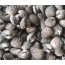 벌교참꼬막(대) 1kg  벌교꼬막 꼬막조개 갯뻘꼬막 꼬막회 꼬막찜 꼬막무침 해물요리 꼬막요리