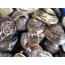 백합조개(생합)[중] 1kg  생합 생합조개탕 조개구이 조개해물탕