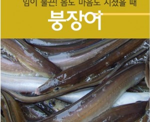 자연산바다장어[대](장어탕용) 500g  붕장어탕 장어매운탕 바다장어구이 장어찜 바다장어효능 바다장어의효능