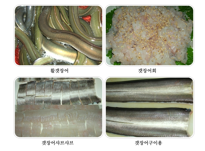 갯장어구이(하모구이) 1kg  (최상급갯장어) 바다장어 장어구이 장어탕 여름보양식 스테미너식품