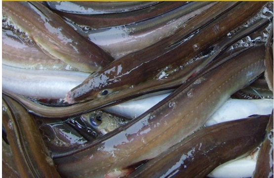 자연산바다장어[대](장어탕용)10kg*1박스   붕장어탕 장어매운탕 바다장어구이 장어찜 바다장어효능 바다장어의효능