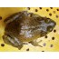 황소개구리(냉동) 1kg(4~8마리내외)  개구리,황소개구리,식용개구리,개구리보양식,개구리중탕,개구리보약,개구리효능