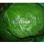 삶은 호박잎 (40장내외)  (하절기계절상품) 생호박잎,호박잎나물,호박잎쌈,호박잎된장국,강된장호박잎쌈,쌈밥