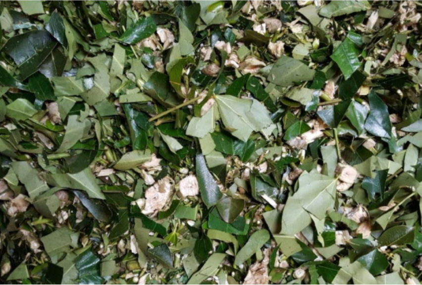 황칠나무(생잎+생줄기) 1kg  생황칠나무 황질즙 황칠차 황칠백숙 해풍황칠 황칠효능 황칠의효능