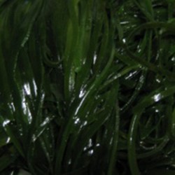 염장다시마채(채다시마) 5kg밥다시마 해초비빔밥 해초무침 해초샐러드 해초셀러드 해초요리 다시마볶음
