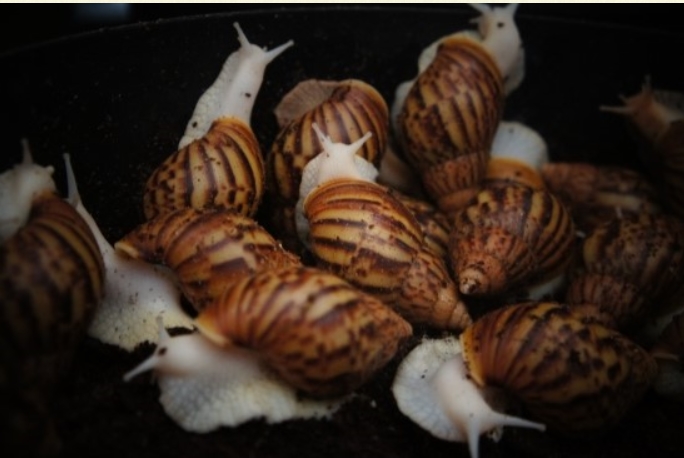 식용달팽이(생달팽이)5kg   아프리카왕달팽이 생달팽이 에스까르고 에스카르고 살아있는달팽이 달팽이사육 달팽이효능 달팽이의효능