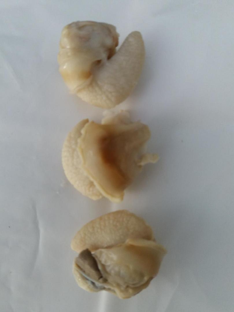 달팽이살(냉동)1kg    냉동달팽이 식용달팽이 자숙달팽이 달팽이살 달팽이요리 에스까르고 에스카르고 달팽이효능 달팽이의효능