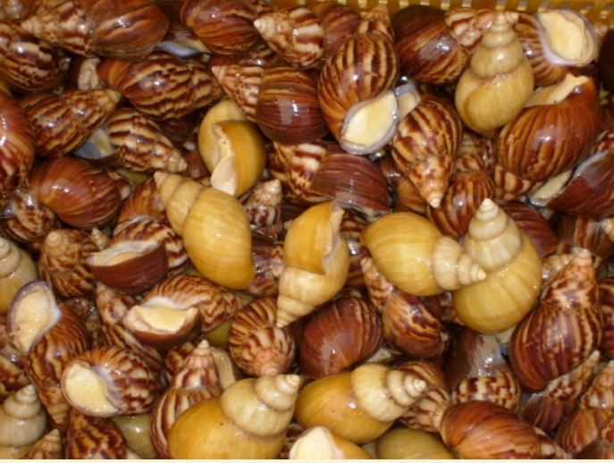 달팽이살(냉동)3kg   냉동달팽이 식용달팽이 자숙달팽이 달팽이살 달팽이요리 에스까르고 에스카르고 달팽이효능 달팽이의효능