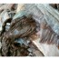 홍어껍질(콜라겐식품) 1kg   홍어묵 홍어껍질묵
