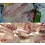 자연산강성돔회(감성돔)(감섬돔) 1kg (회무게:400g내외) 자연산회,강성돔,감성돔,감섬돔,[예약주문상품]