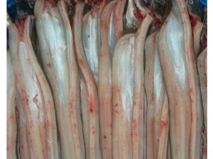 바다장어[중](장어탕용) 500g   붕장어탕 장어매운탕 바다장어구이 장어찜 바다장어효능 바다장어의효능