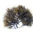 까막사리(흑색해초)(검정색해초) 500g *1봉 [★해초비빔밥][해초무침][해초셀러드][해초쌈][해초초회][해초묵]