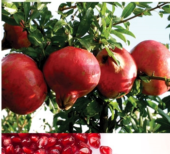 석류즙(120ml)× 15포   석류 석류나무 석류즙 석류원액 석류농장 석류즙효능 석류즙의효능