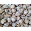 동죽조개 2kg 생조개 살아있는조개 조개된장국 조갯국 조개해물요리